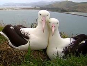 2 albatross